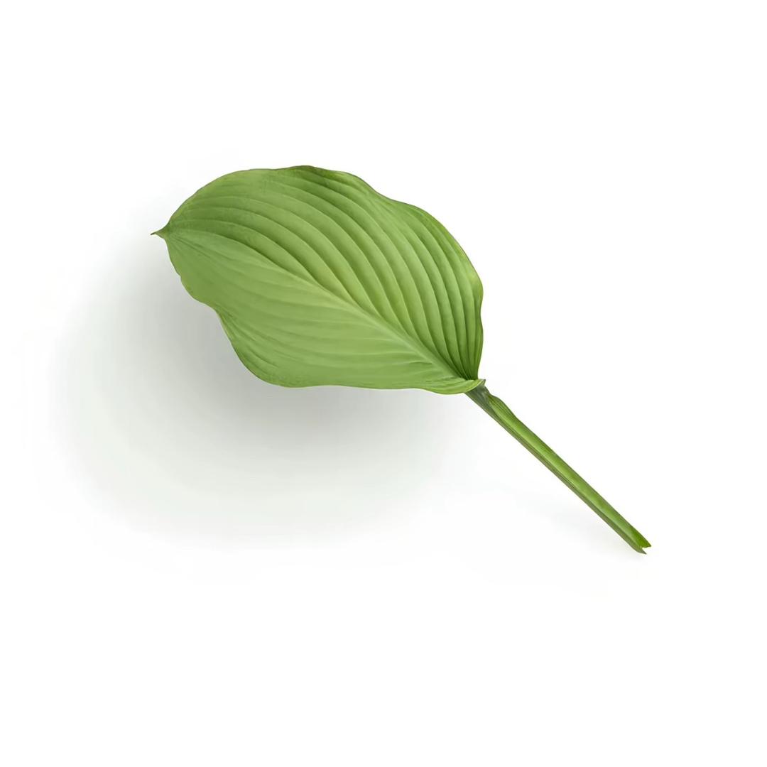 Dexjon