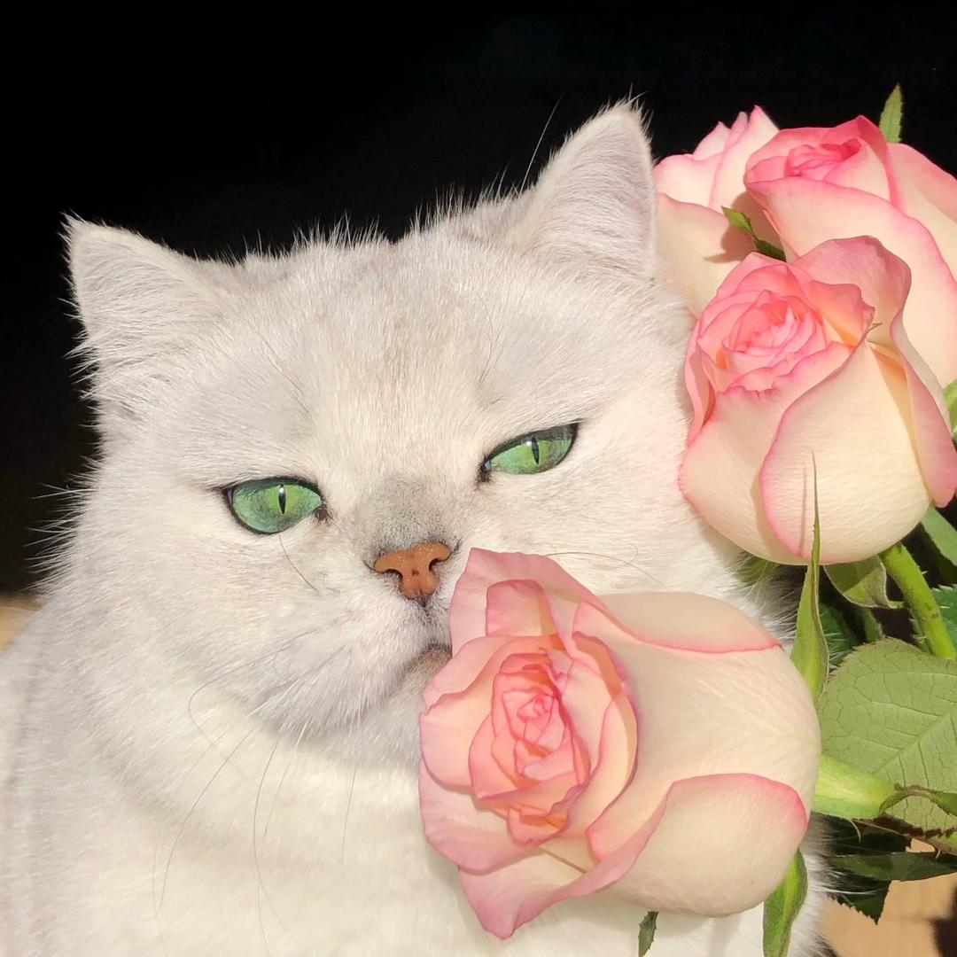 偷月亮的猫🐱
