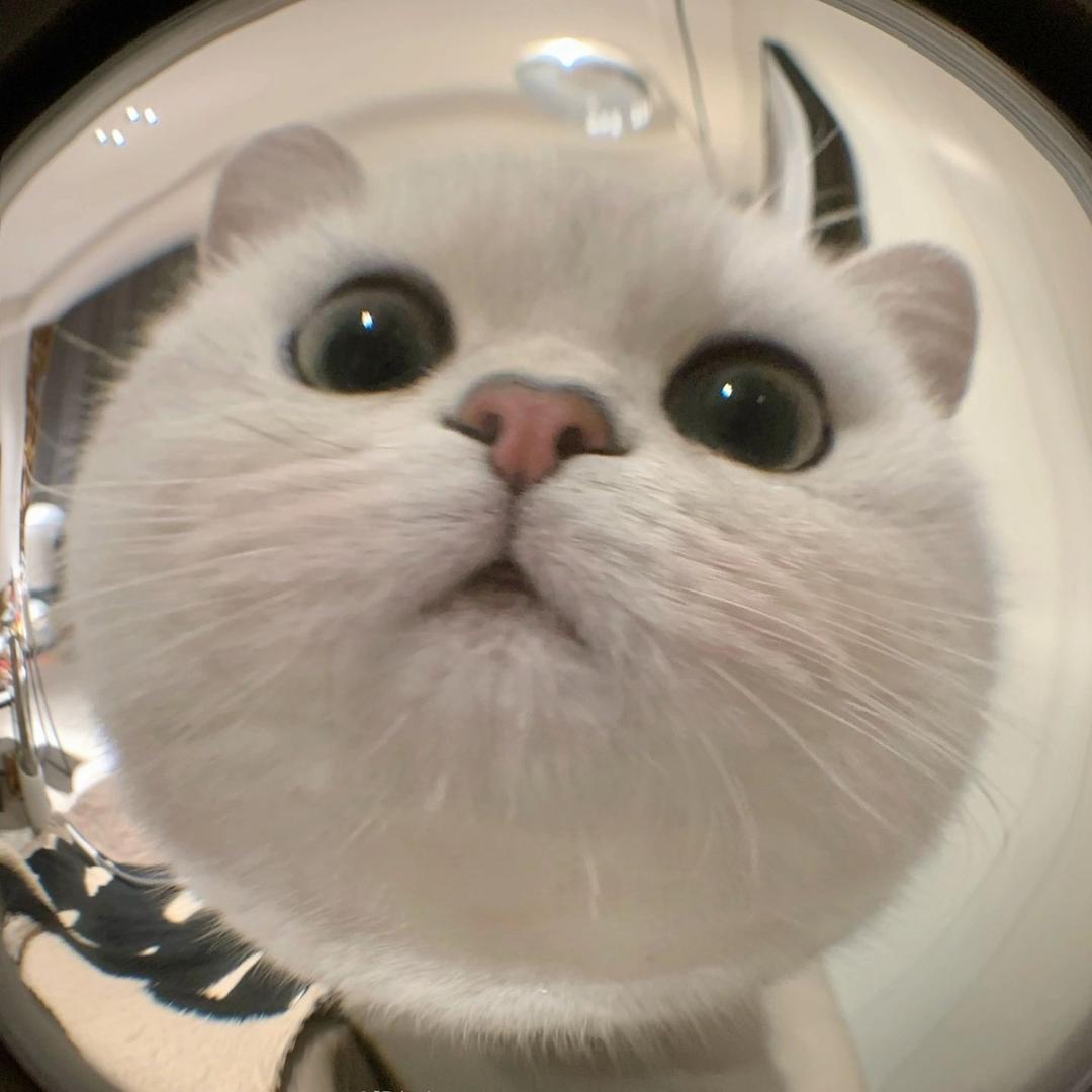 小猫鱼冻