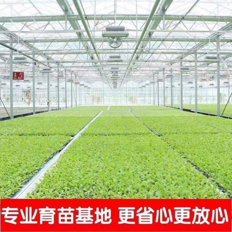 家庭小院有机蔬菜苗