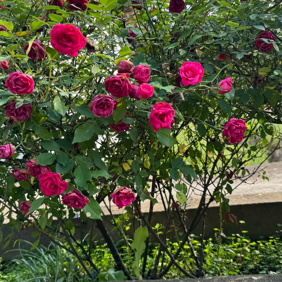 紫花海蔡70后