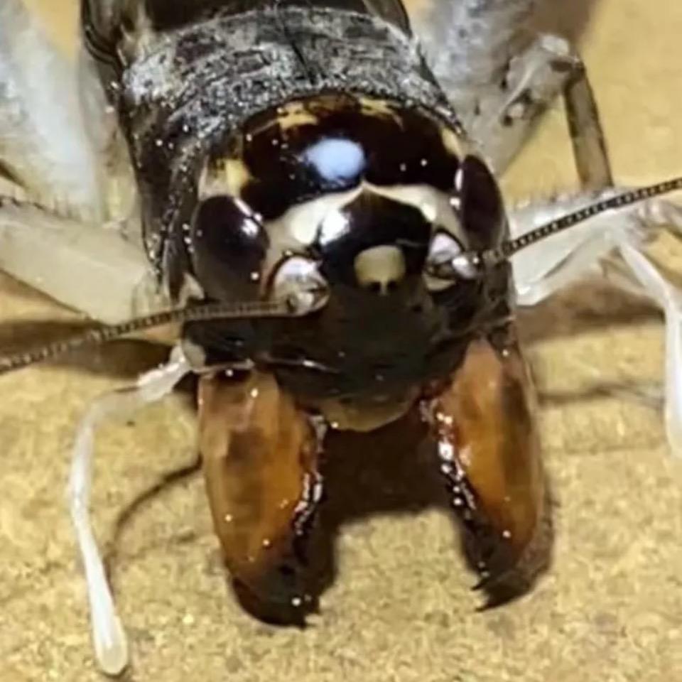 野生秋战王