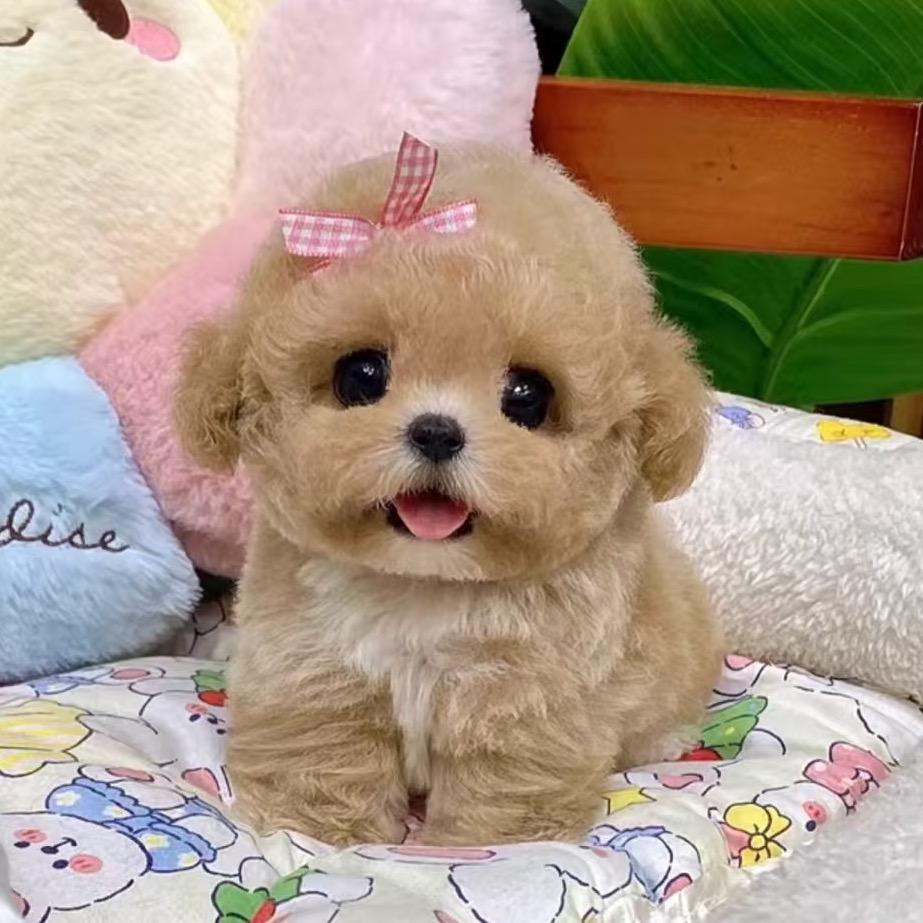 叫兽玩泰迪、泰迪熊🐩