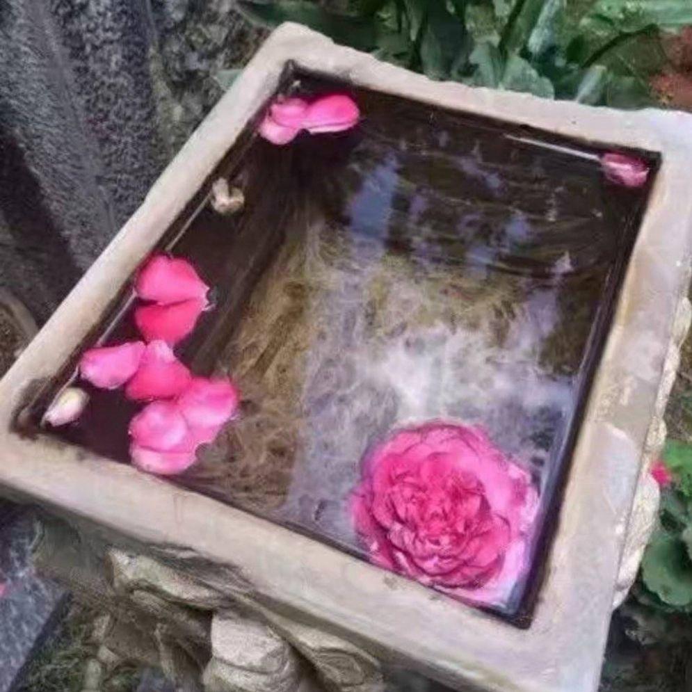黄玫瑰y