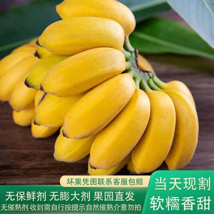 老实巴蕉