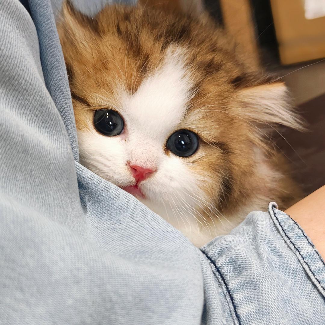 喵生宠物（矮脚拿破仑猫舍）