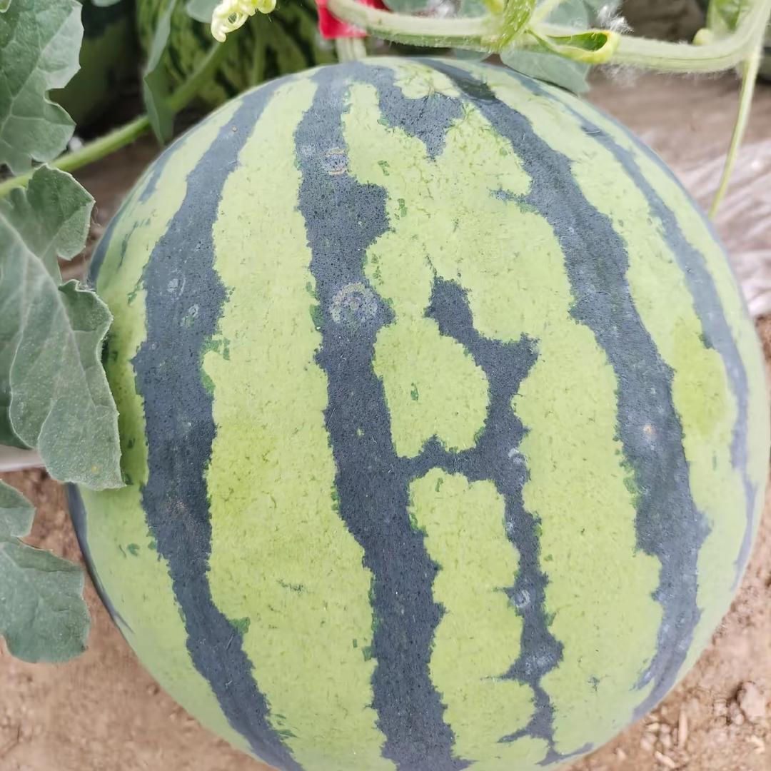 麒麟西瓜小钱