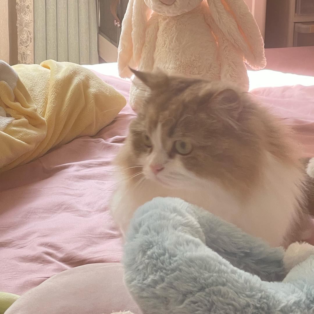 多多是只猫