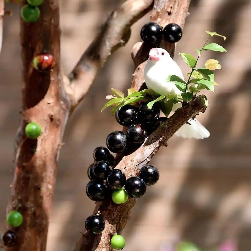 甜甜苗木园艺🍀