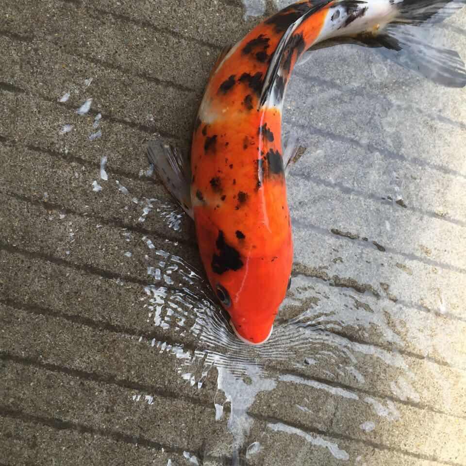 经济技术开发区书度百货店