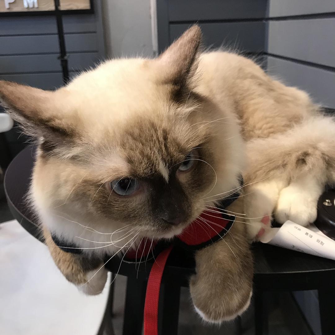 不吃魚的貓