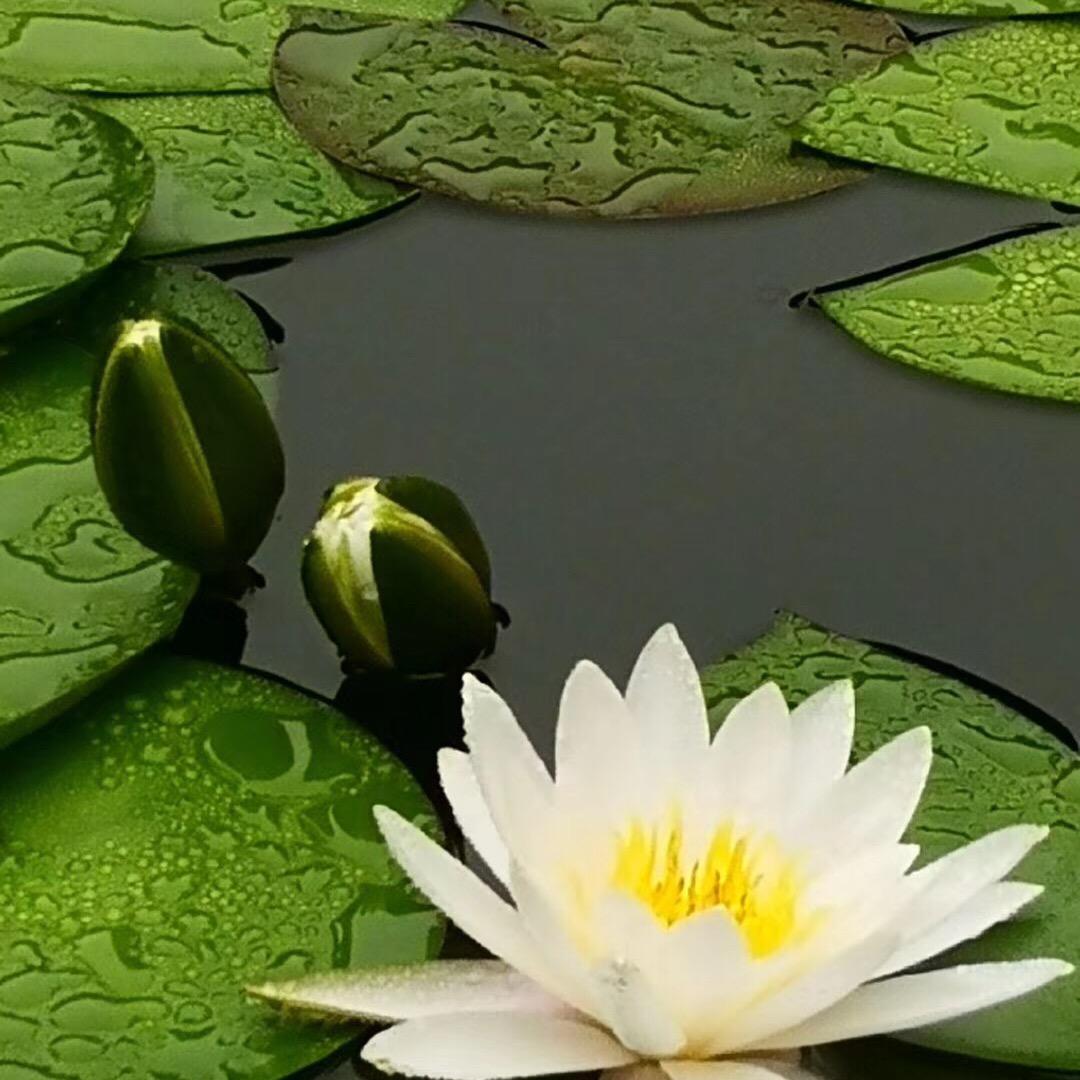 水莲