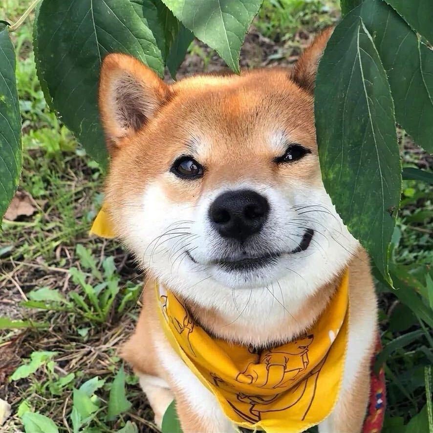 廢䰂🐶