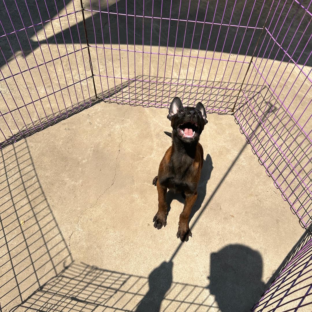 马犬俱乐部