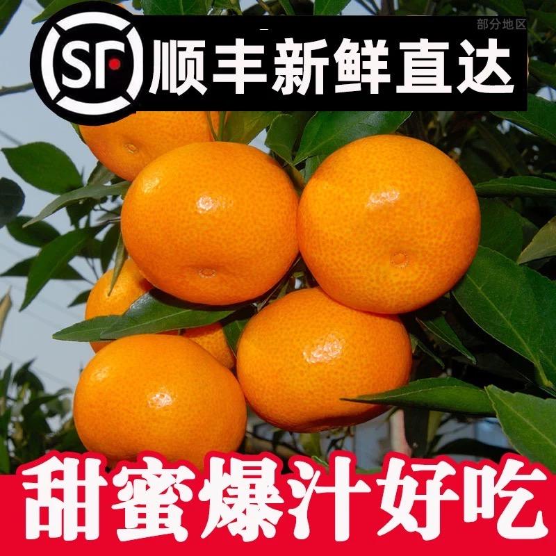 张老师涌泉蜜橘