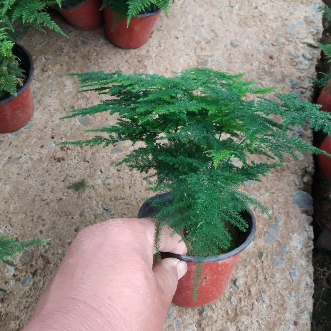 文竹哥(单身)