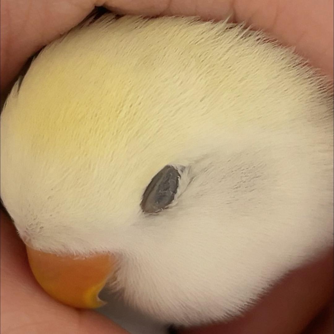 青青家的小牡丹