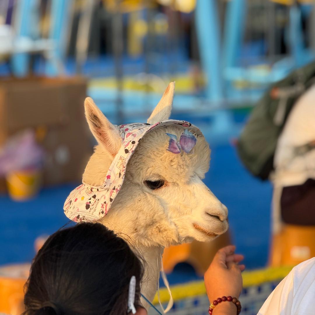 开心果果酱@抱娃不内卷@安全座椅不EMO