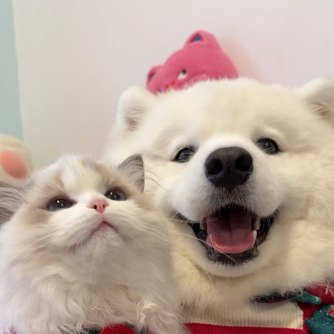 丸子日常