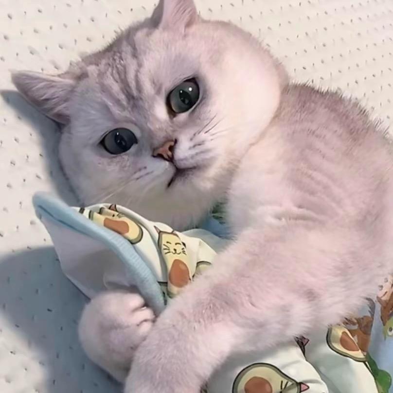 芬儿头不是猪