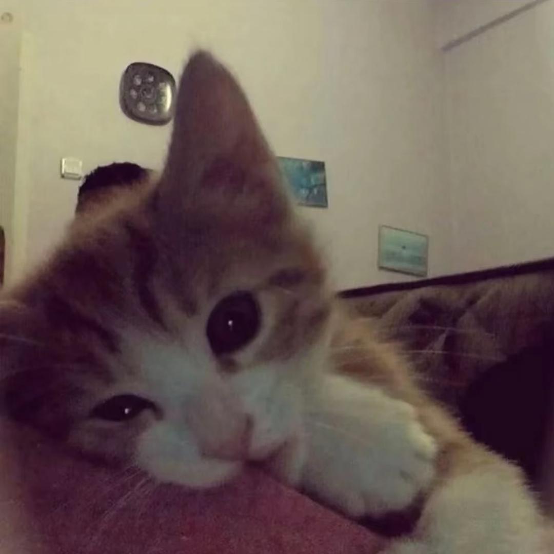 key_🐈‍⬛