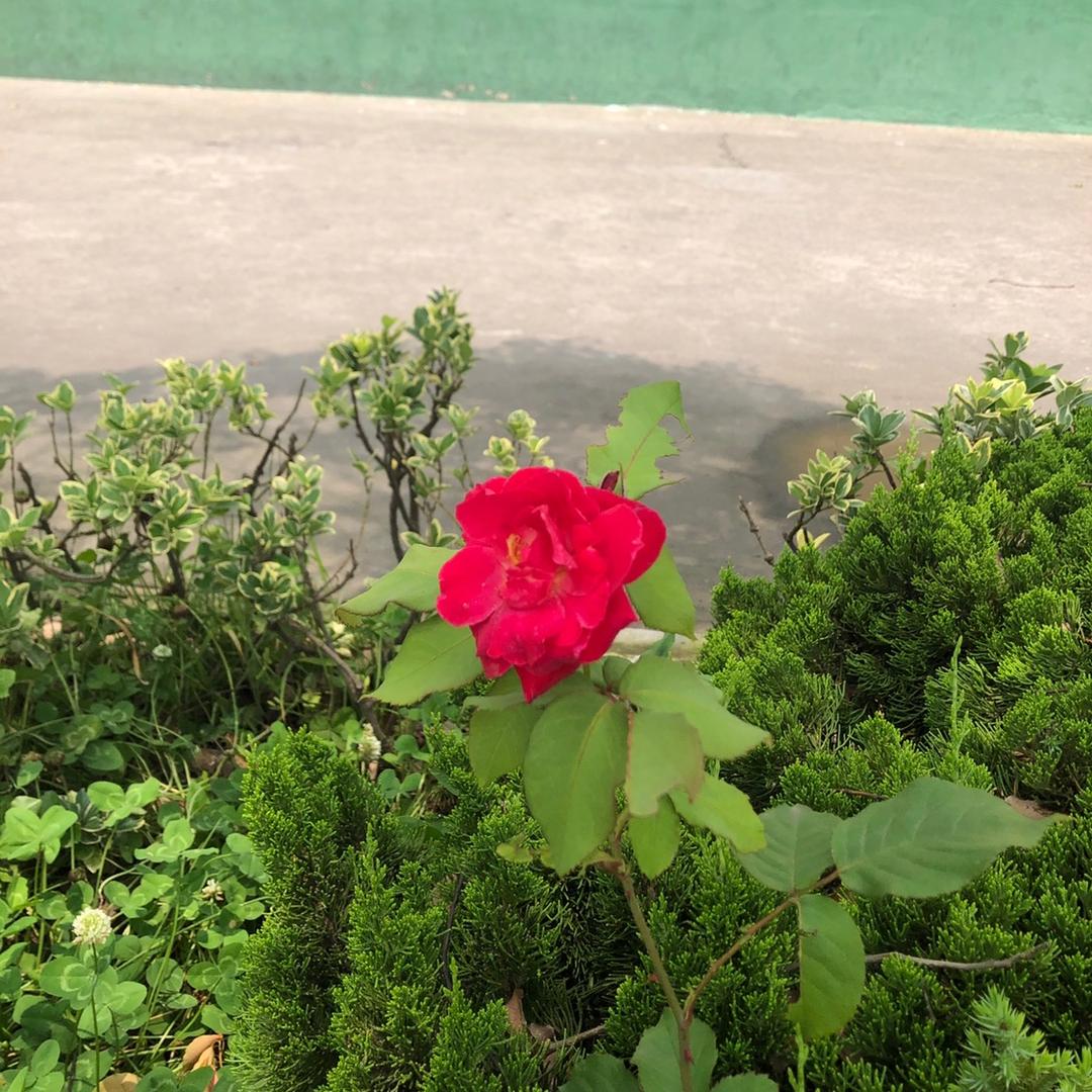 率性