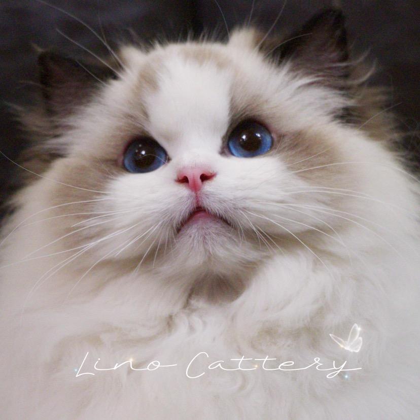 LinoCattery梨落布偶猫舍