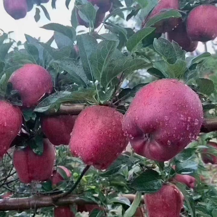 天水小姐姐 花牛苹果企业店