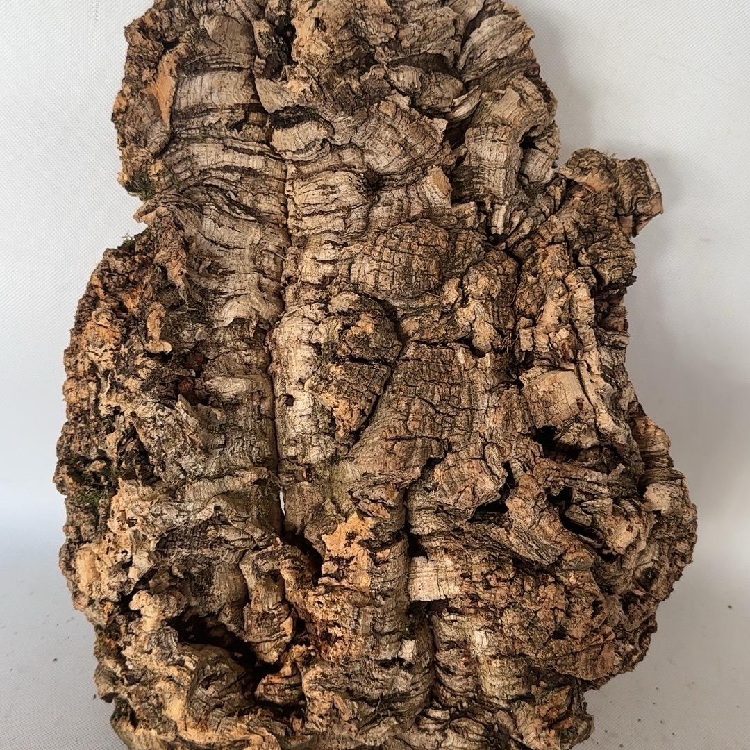 葡萄牙软木树皮软木树桶《零售批发》