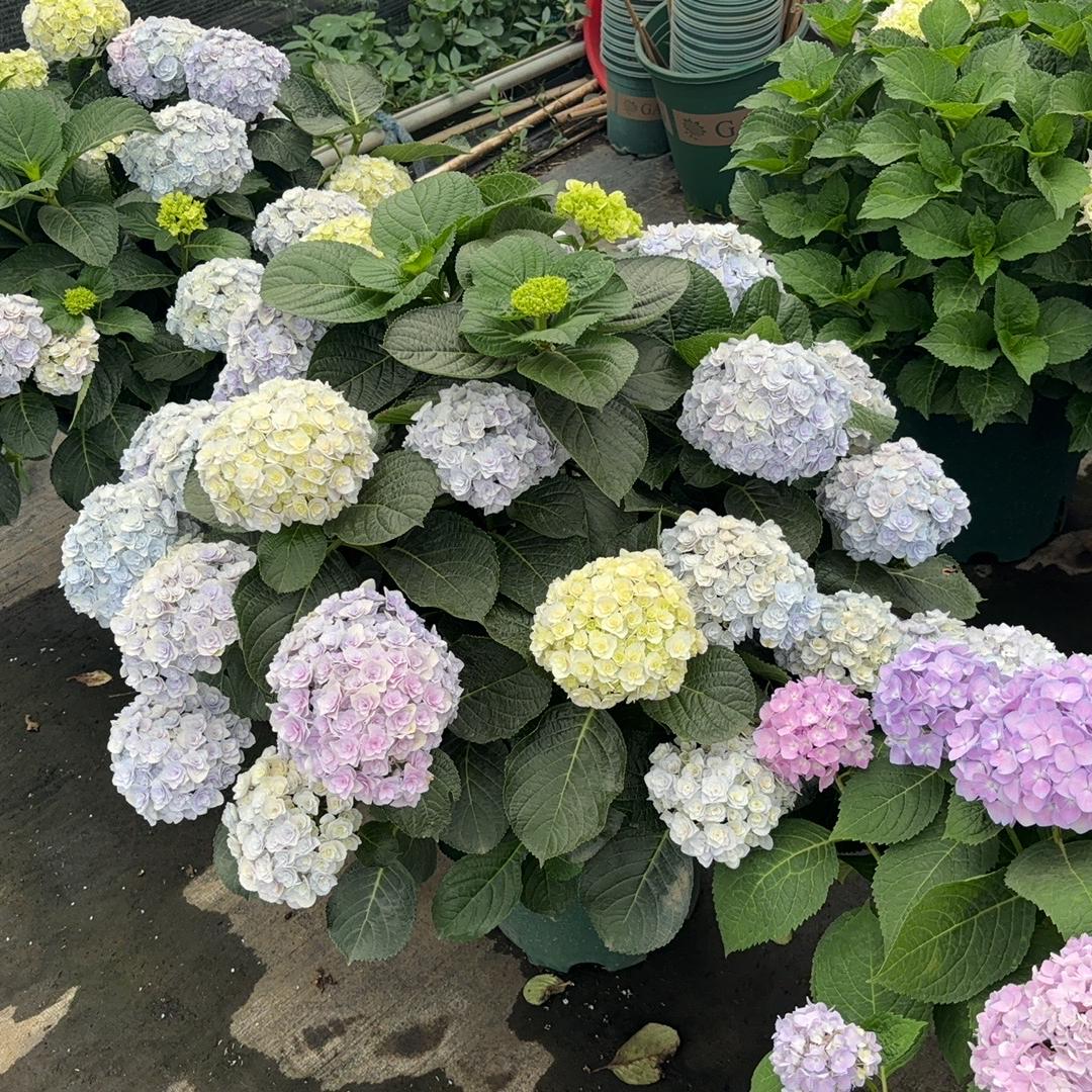 小武花卉基地