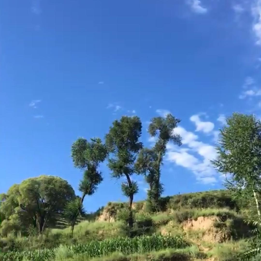 沉默（78年的🐴）