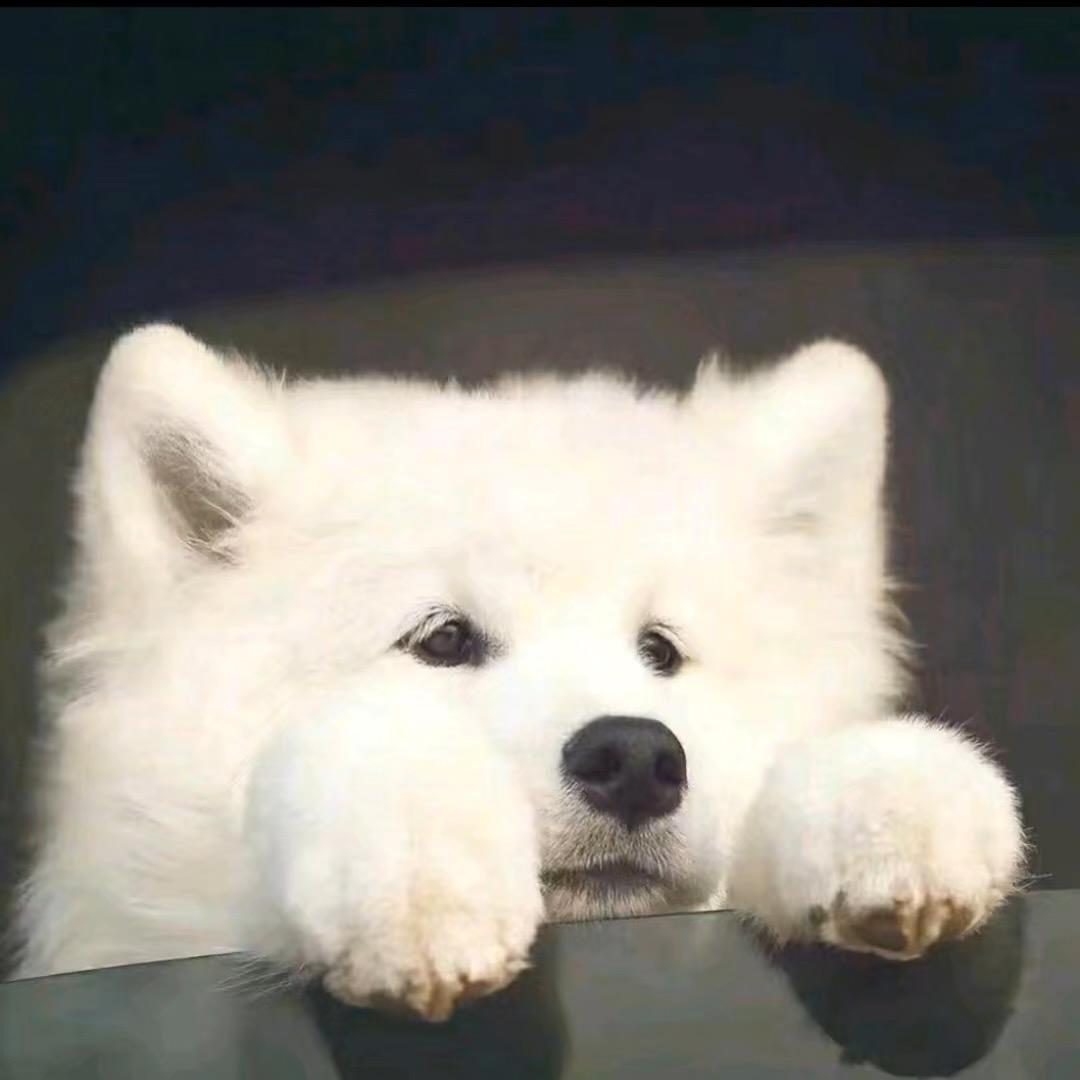 小豪🐽
