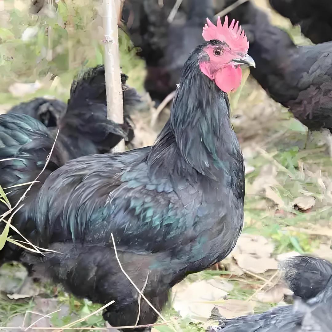 【鸿源】尊贵鸡蛋