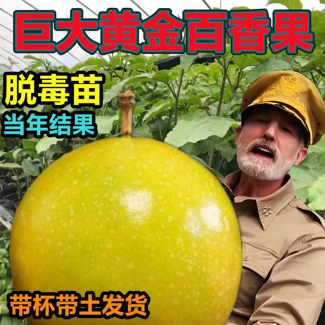 笨笨😇