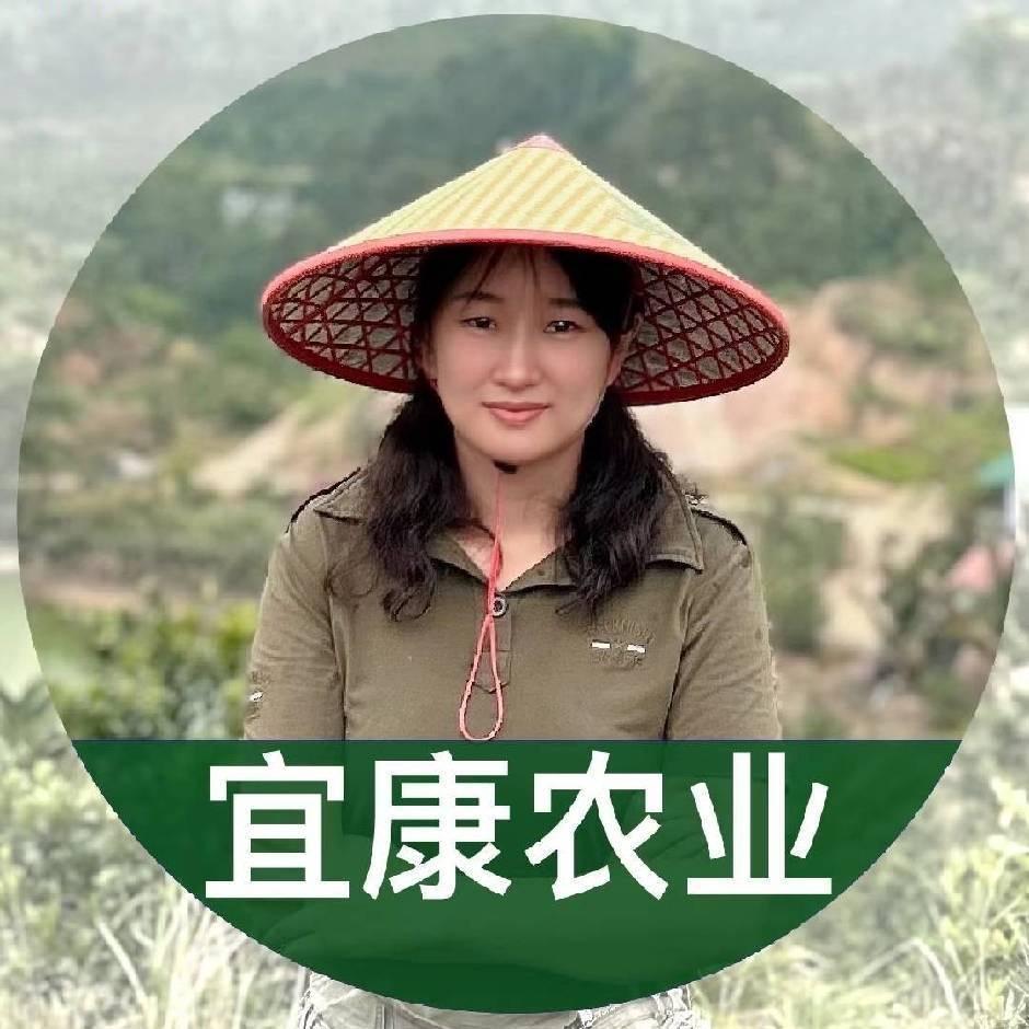 榴莲沉香苗-海南宜康农业阿婷