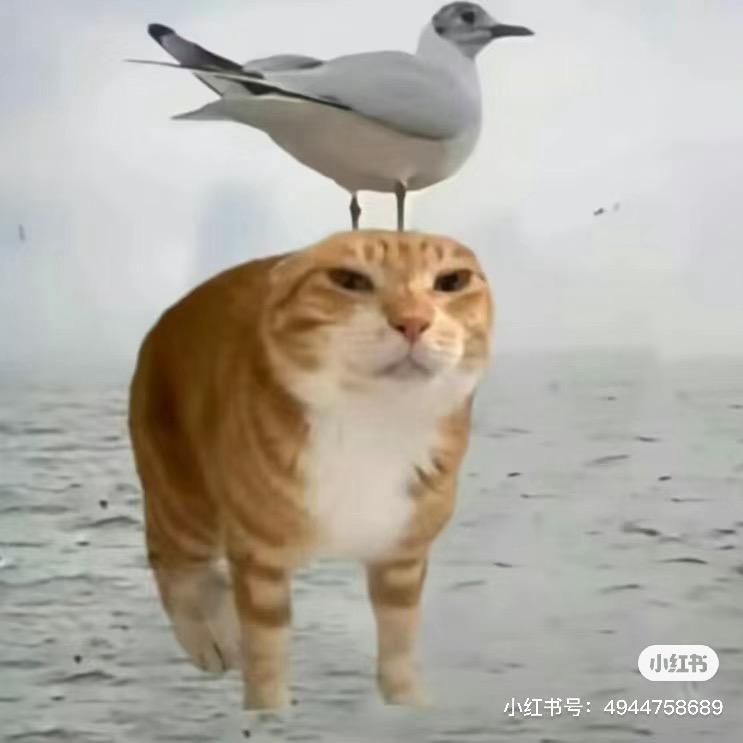 呀米胃老师