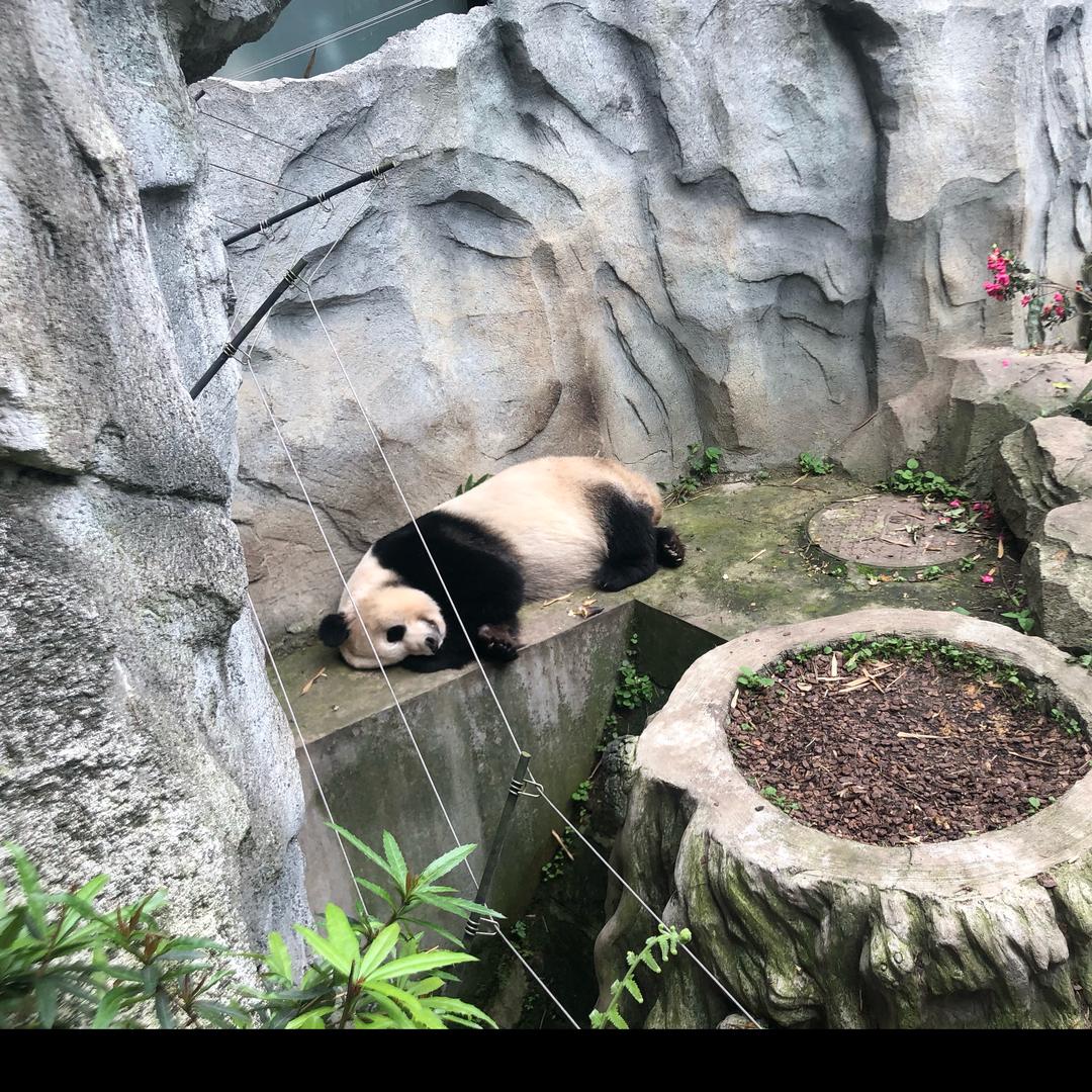 潇洒胡小仙