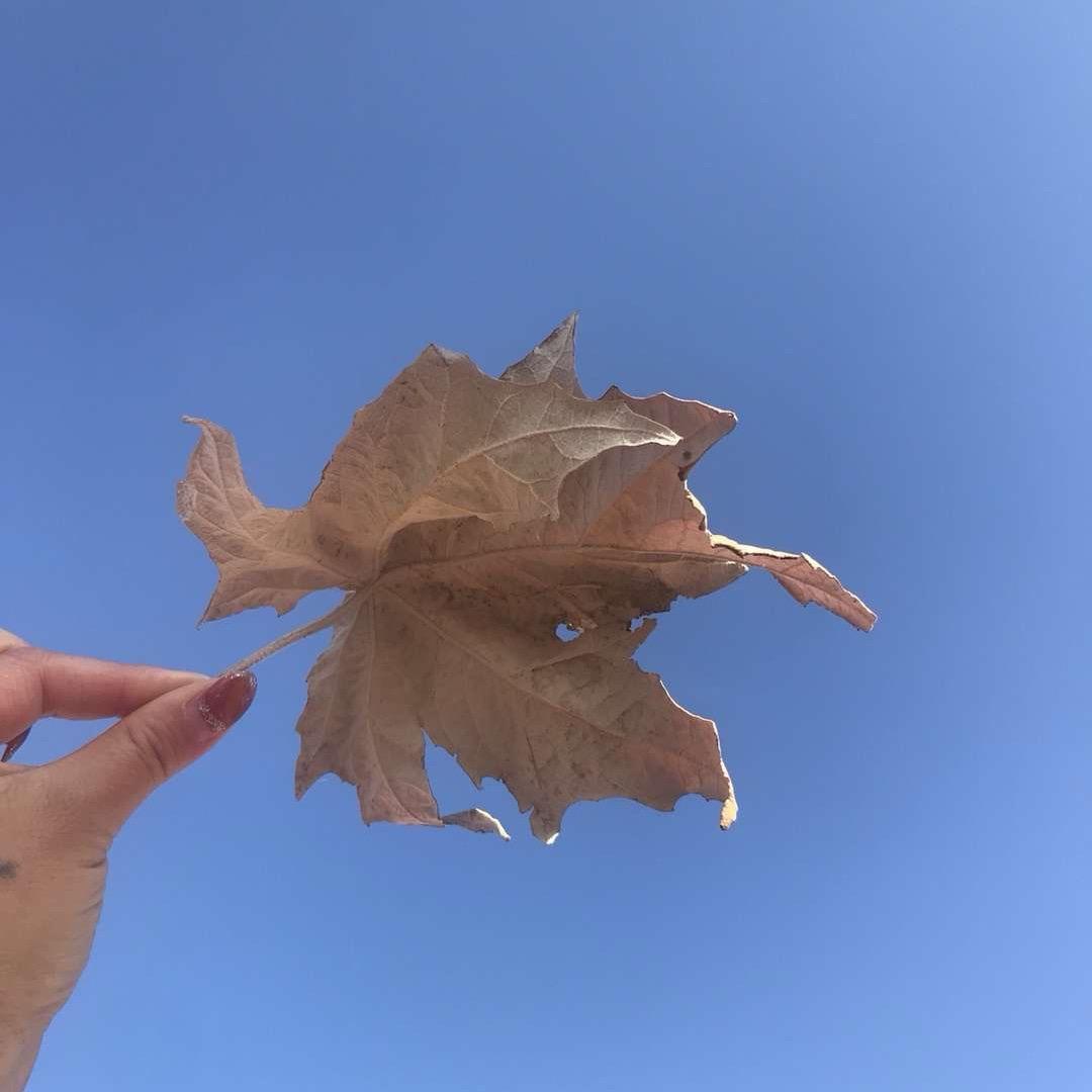 ℳঞ飞利浦飞科剃须刀꧔ꦿ᭄ོ༊࿆