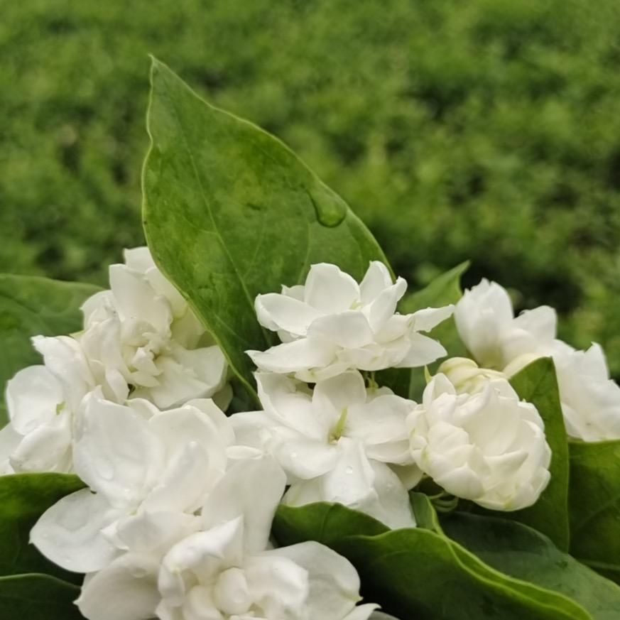 欣颖茉莉