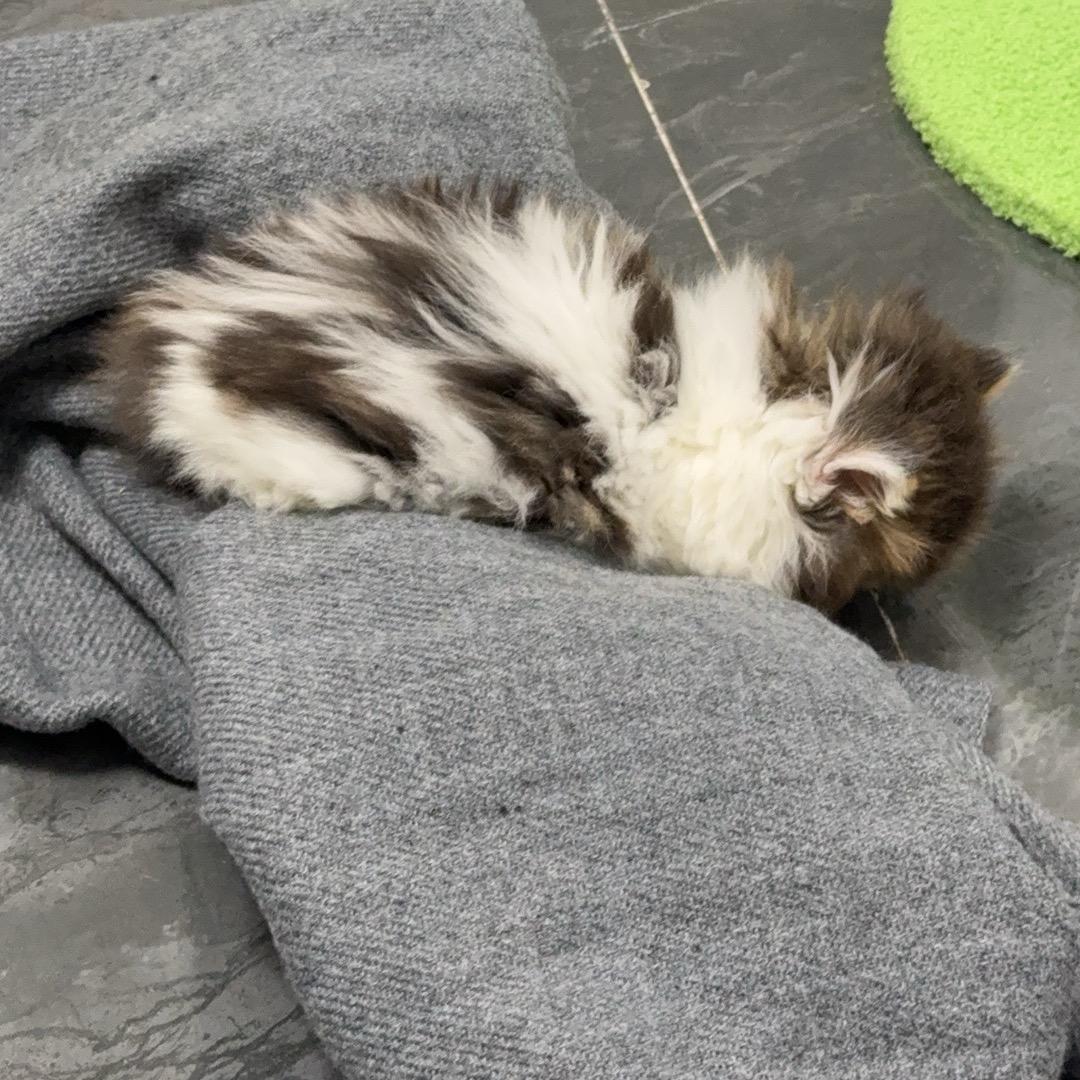 超级绵绵羊大哥