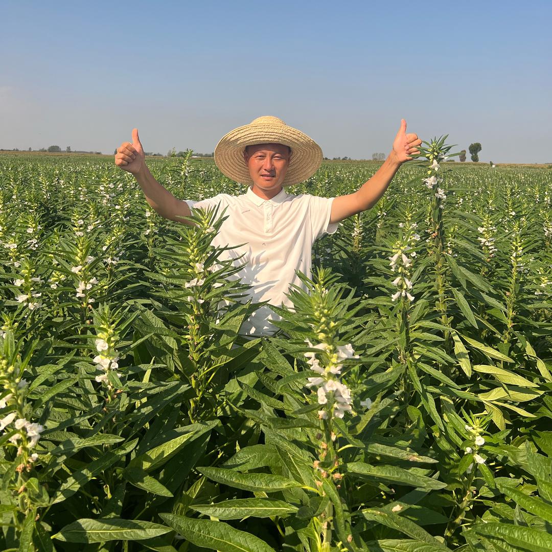 机收高产芝麻-鹏鹏