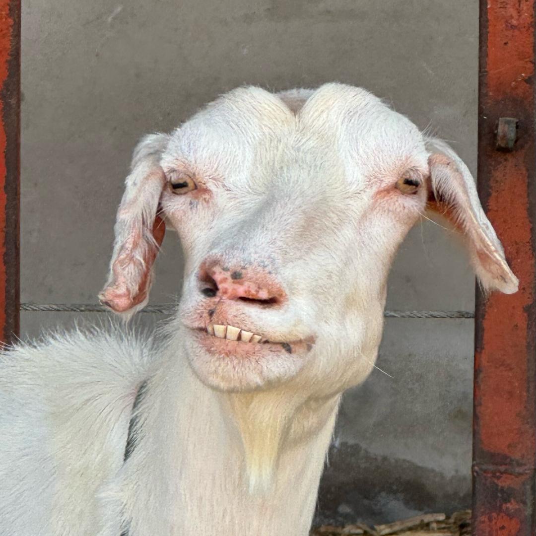 杨二🐖🧑‍🦯