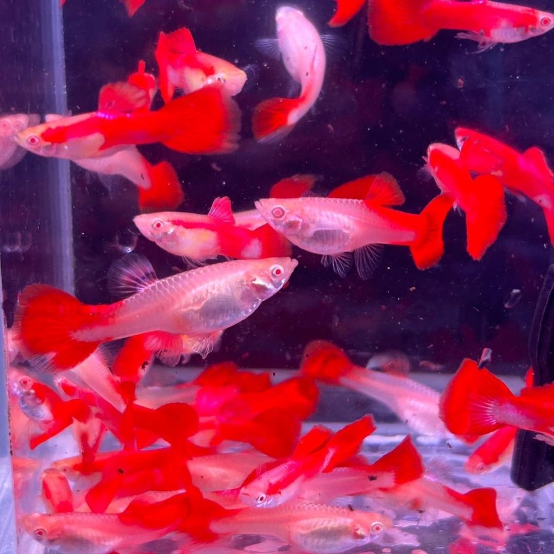 鲁东观赏鱼繁殖基地