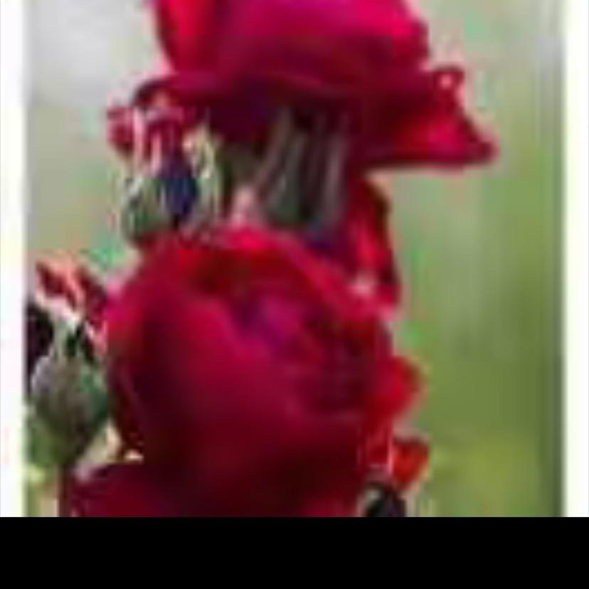 浅浅一笑🌹