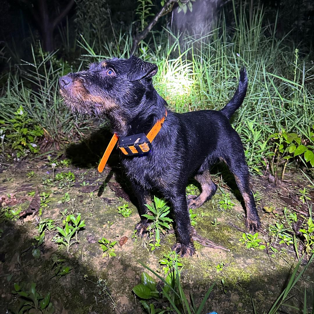 巴克是个猎梗 🦮