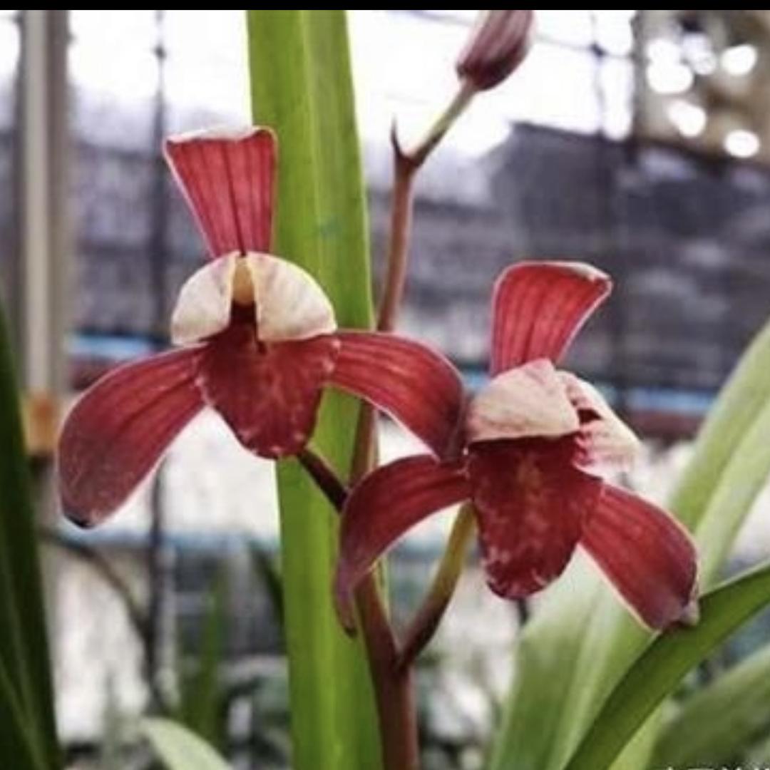 花源兰苑