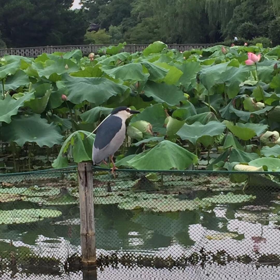 太阳花@