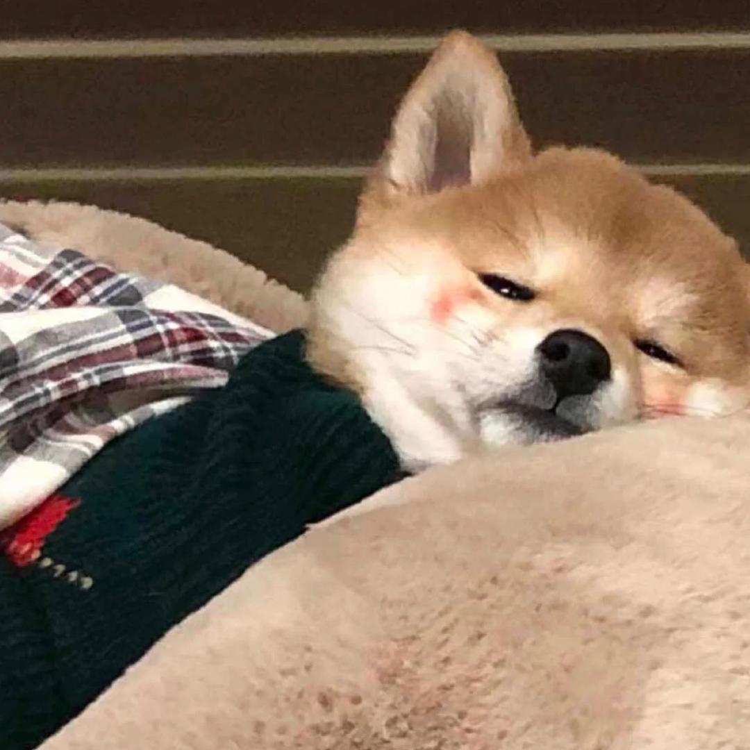 甜酒果