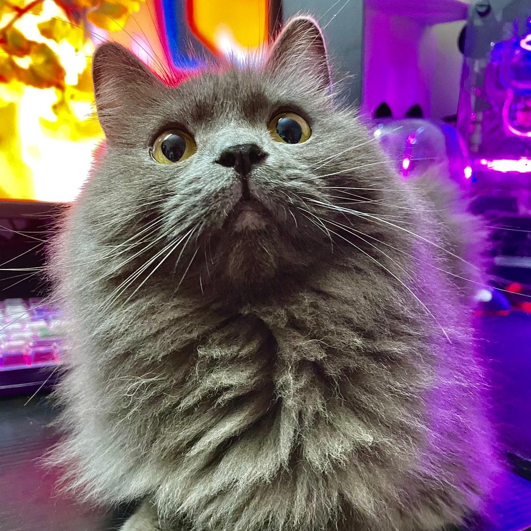 李猪皮