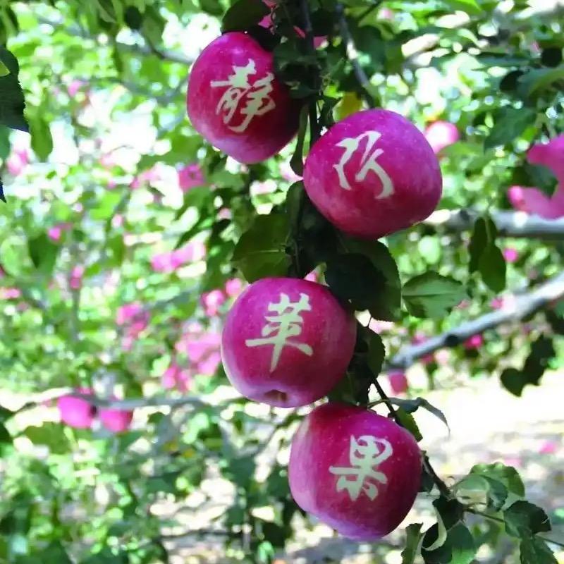 静宁苹果🍎旗🍎舰🍎店